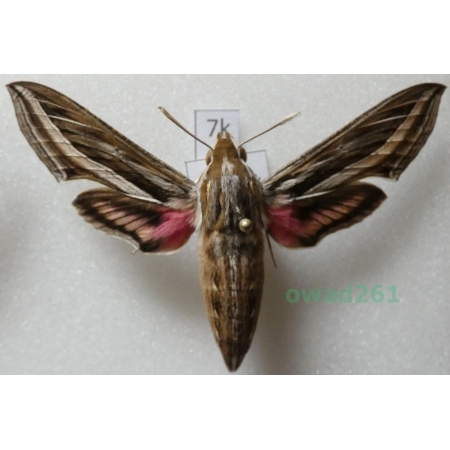 Hippotion celerio (Linnaeus, 1758) ex. ovo Greece7k